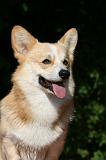 CORGI PEMBROKE 1051